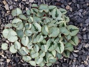 Cyclamen coum 20231202 0008