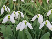 Galanthus Marlie Raphael 20230109 0001