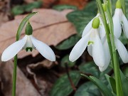 Galanthus aff. rizehensis and rizehensis 20230101 0001