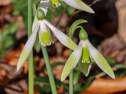 Galanthus elwesii var. monostictus 12642 20231119 0002