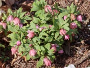 Helleborus thibetanus 20230220 0001