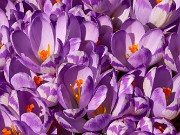 Crocus heuffelianus Shockwave 20230306 0004