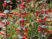 Penstemon murrayanus 20230524 0002