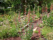 Penstemon murrayanus 20230524 0007