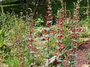 Penstemon murrayanus 20230524 0008