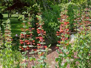 Penstemon murrayanus 20230524 0009