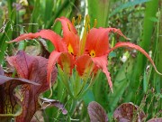 Bog Garden Plants