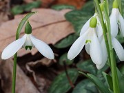 Galanthus