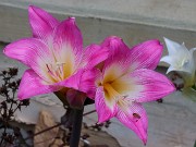 Amaryllis belladonna 20240817 0002