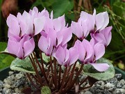 Cyclamen cilicium 20240928 0004