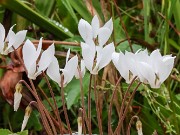 Cyclamen cilicium 20240928 0008