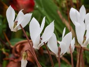 Cyclamen cilicium 20240928 0009