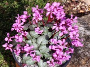 Cyclamen coum 20240204 0002