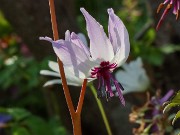 Erythronium hendersonii 20240408 0008