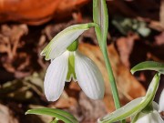 Galanthus bursanus 33 20241028 0004