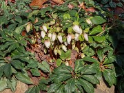 Helleborus niger 20240201 0005