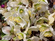 Helleborus niger 20240304 0002