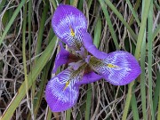 Iris unguicularis ssp. cretensis 20240211 0001