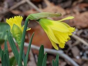 Narcissus Cedric Morris 20241219 0001