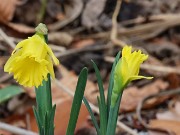 Narcissus Cedric Morris 20241219 0003