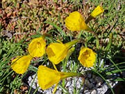 Narcissus bulbocodium var. obesus Lee Martin 20240407 0002