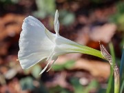 Narcissus cantabricus ssp. cantabricus 20241130 0001