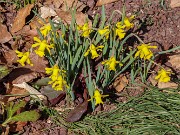 Narcissus munozii-garmandiae 20240212 0001