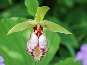 Cypripedium japonicum 20240430 0002