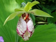 Cypripedium japonicum 20240430 0005