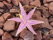 Colchicum variegatum 20240919 0002