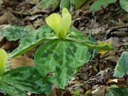 Trillium discolor 20240430 0003