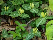 Trillium discolor 20240430 0007