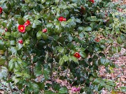 Camellia Korean Fire 20240307 0001