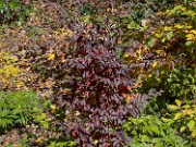 Parrotia subequalis 20241013 0001