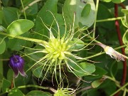 Clematis 20240721 0003