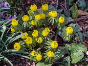 Eranthis Sachsengold 20240308 0002