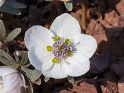 Eranthis byunsanensis 20240226 0003