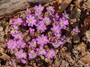 Hepatica insularis 20240222 0001