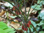 Polygonatum kingianum 20240430 0003