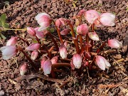 Helleborus