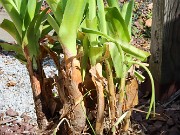 Crinum bulbispermum Jumbo 20240919 0002