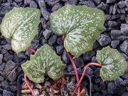 Cyclamen cyprium Seedlings 20241220 0002-2