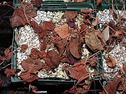 Cyclamen graecum seedlings 0004