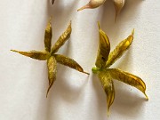 Eranthis Seed Pods 20200422 0002