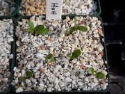 Helleborus Seedlings - Newly Germinated 0001