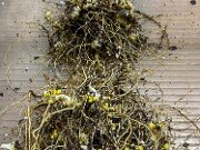 Lilium canadense 10302025 0005