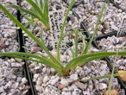 Oncocyclus Iris 2 to 4 Year Seedlings 0001