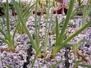 Oncocyclus Iris 2 to 4 Year Seedlings 0002