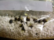 Oncocyclus Iris Seedling Germination 0012