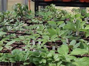 Paeonia Seedlings 20220415 0001